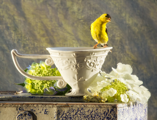 photograph: American Goldfinch with Mud Studio teacup